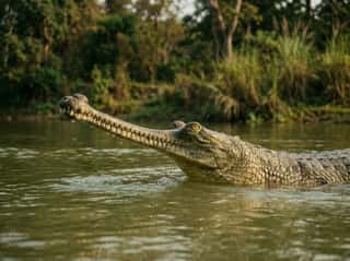 Gharial crocodile submerged in the Narayani river