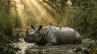 One-horned rhinoceros in Chitwan grasslands