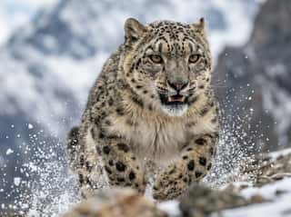 Majestic snow leopard in the Himalayan peaks